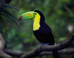 picture of toucan in rainforest setting
