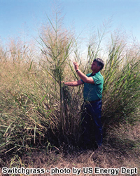picture of man standing by switchgrass