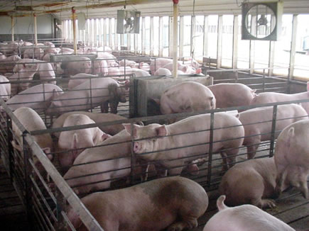 hogs in a cafo system