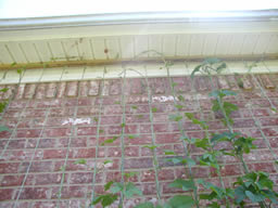 picture of trellis board with hooks installed under roof overhang