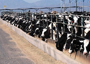 picture of many cows along the line of a feeding trough