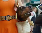funny Superbowl commercials link; thumb of Doberhuahua in handbag