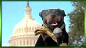 Graphic image of Triumph the Insult Comic Dog in front of the Capitol building