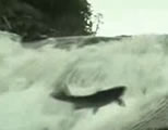 photo of salmon jumping in stream; click to go to video page at external site; opens in new window