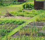 photo of backyard garden; click to see animation/video