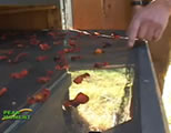 homesteading video link; thumb of rack full of drying tomato slices