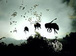 posterized graphic of honeybee swarm
