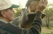 photo of man feeding pet hippo; link for funny animation/video; opens in new window