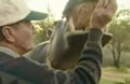 photo of man feeding pet hippo; click to see animation/video at external site; opens in new window