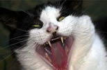 photo of cat that looks like a vampire, with big fangs; click to view video on YouTube