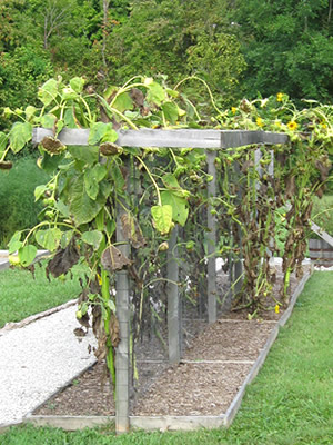 picture of Pea Trellis with sunflowers