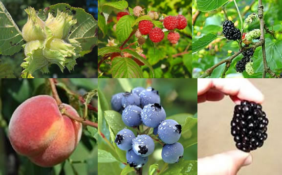 photographic sampling of some of the property's perennial produce