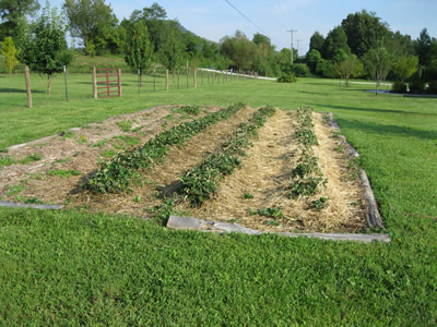 picture of Main Strawberry Bed